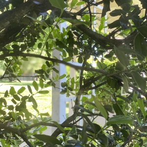 Historic Colonial Home with Mature Landscape | Beautiful large in town lot with mature trees and landscape