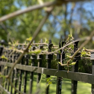 Large Fenced Family Friendly Yard | Large fenced back yard with mature trees