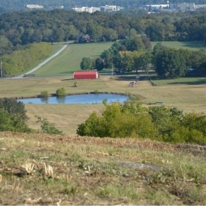 Pinhook Rd Absolute Auction | 51.57 Beautiful Acres selling in 5 TractsHillview Farm