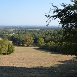 Pinhook Rd Absolute Auction | 51.57 Beautiful Acres selling in 5 TractsHillview Farm